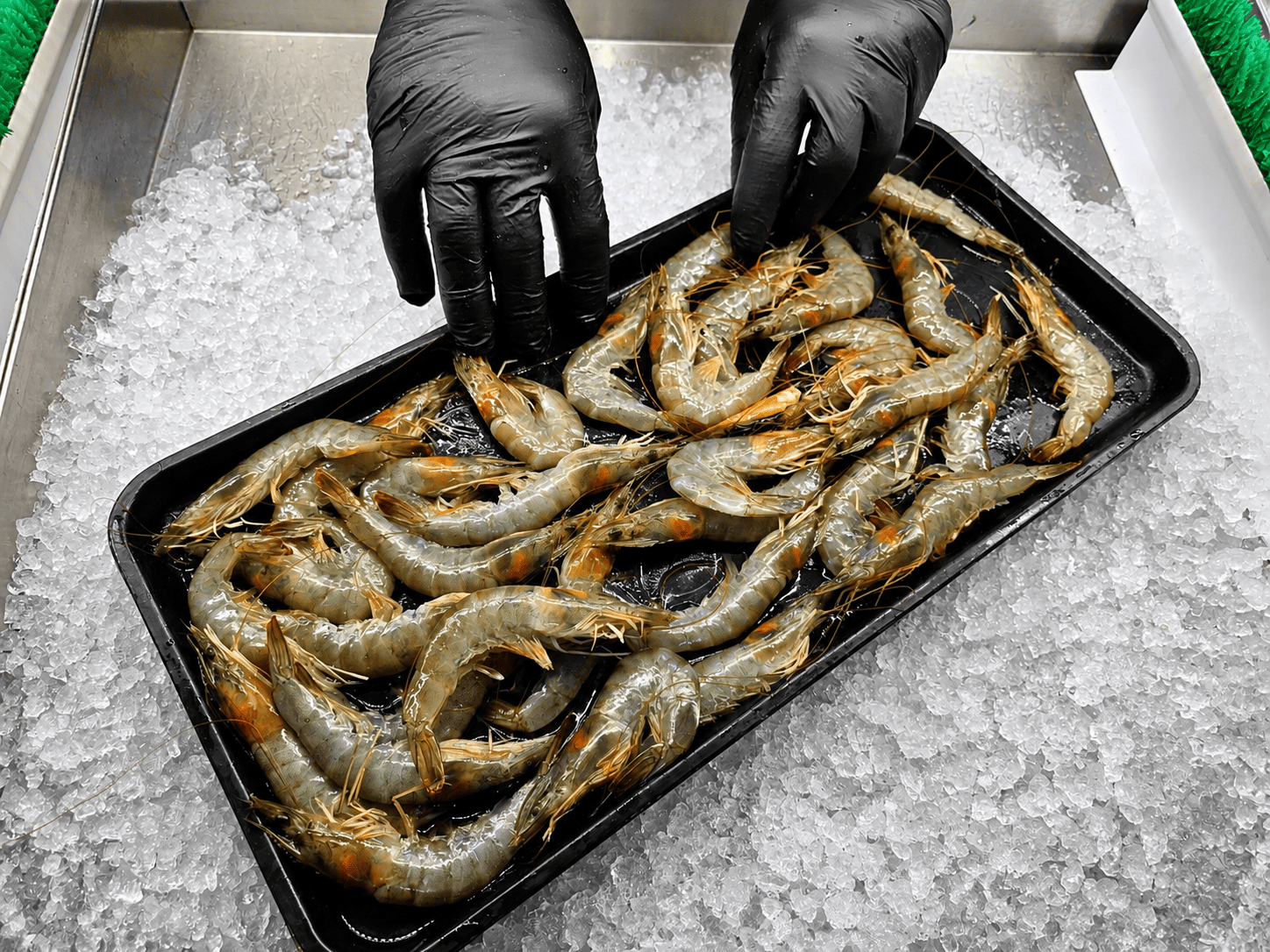 Fresh seafood at Plaza Tropical